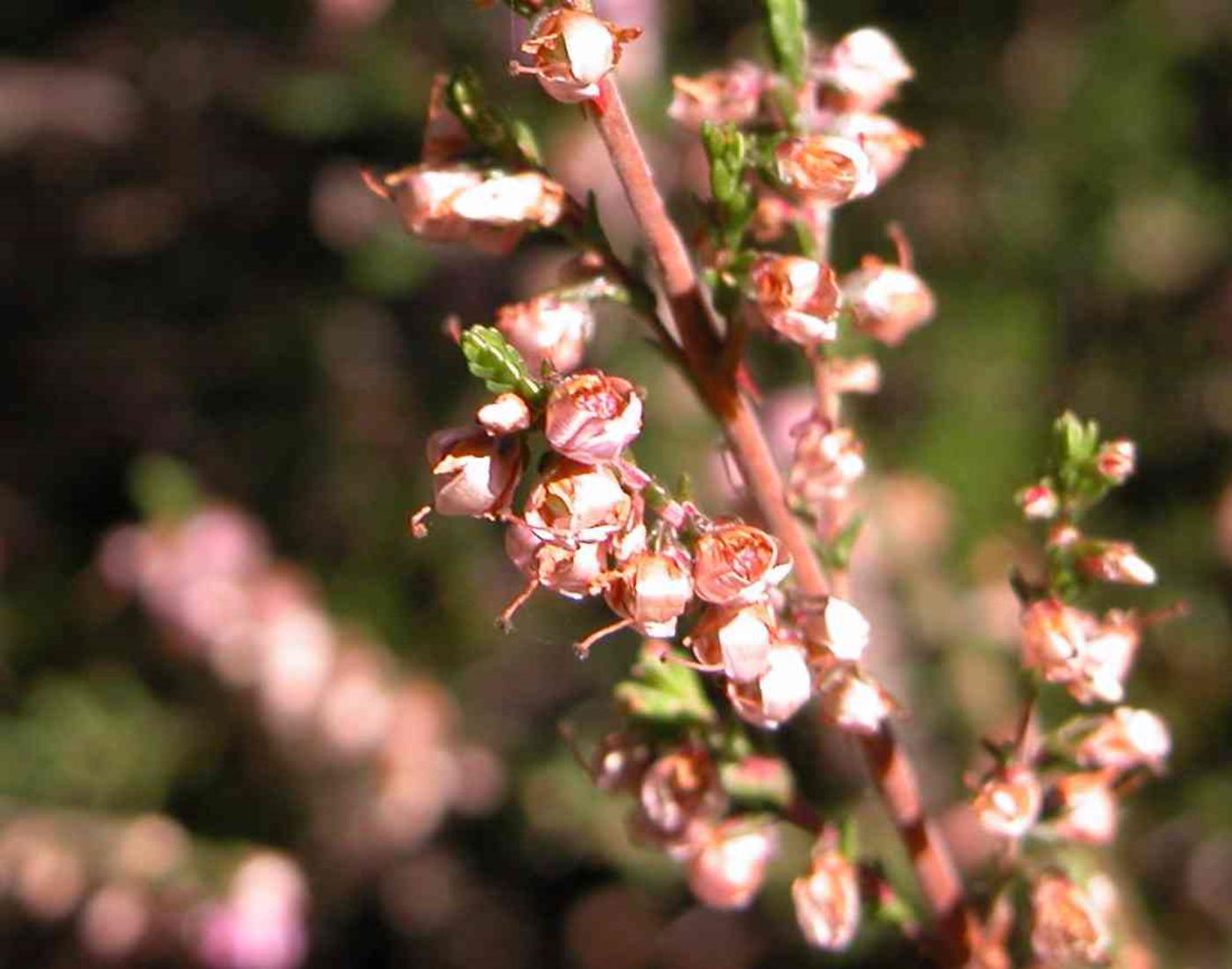 Heather, Ling fruit